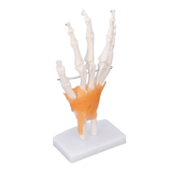 Suodoka Life Size Human Hand Skeleton Model with Articulated Joints & Ligaments on Base, PVC Anatomy Study Display Tool, 10.24 inches / 26 cm
