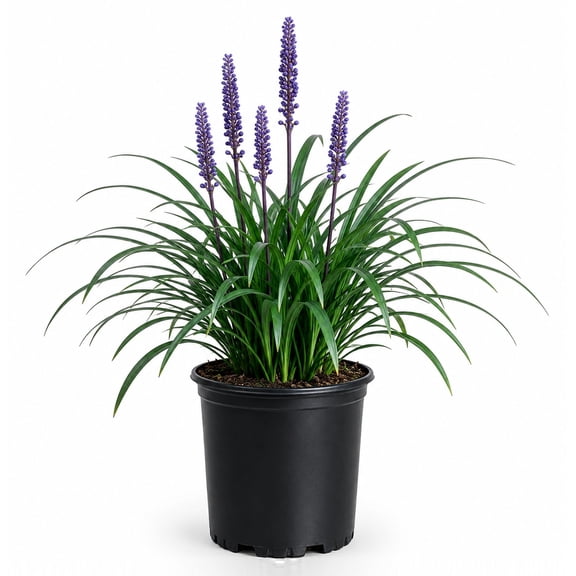 Expert Gardener Super Blue Liriope Lilyturf Perennial Live Plant, 2.5 Quart