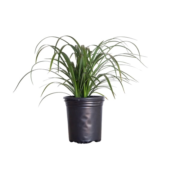 Expert Gardener Super Blue Liriope (2.5 Quart) Lilyturf Perennial Plant