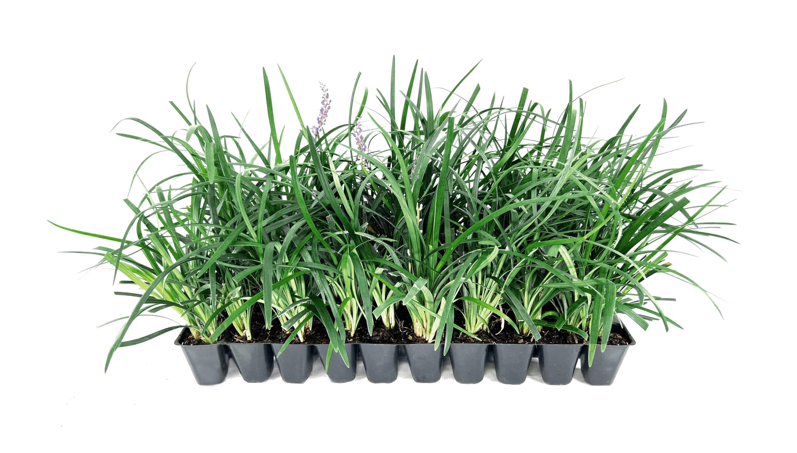 Super Blue Liriope  3 Live Plants  Liriope Muscari  Ideal for Borders and Ground Cover  Hardy and Low-Maintenance