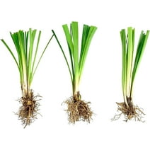 Liriope muscari Samantha 25 Bare Root Plants - Walmart.com