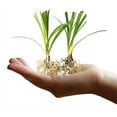 thumbnail image 1 of Super Blue Liriope Muscari  100 Live Bare Root Pips  Evergreen Plant Ground Cover Monkey Grass Lilyturf, 1 of 9