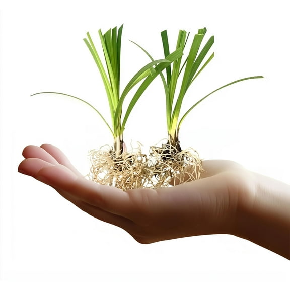 Super Blue Liriope Muscari  20 Live Bare Root Pips  Evergreen Plant Ground Cover Monkey Grass Lilyturf