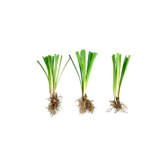 Super Blue Liriope Muscari - 50 Bare Root Plants - Evergreen Ground Cover Grass