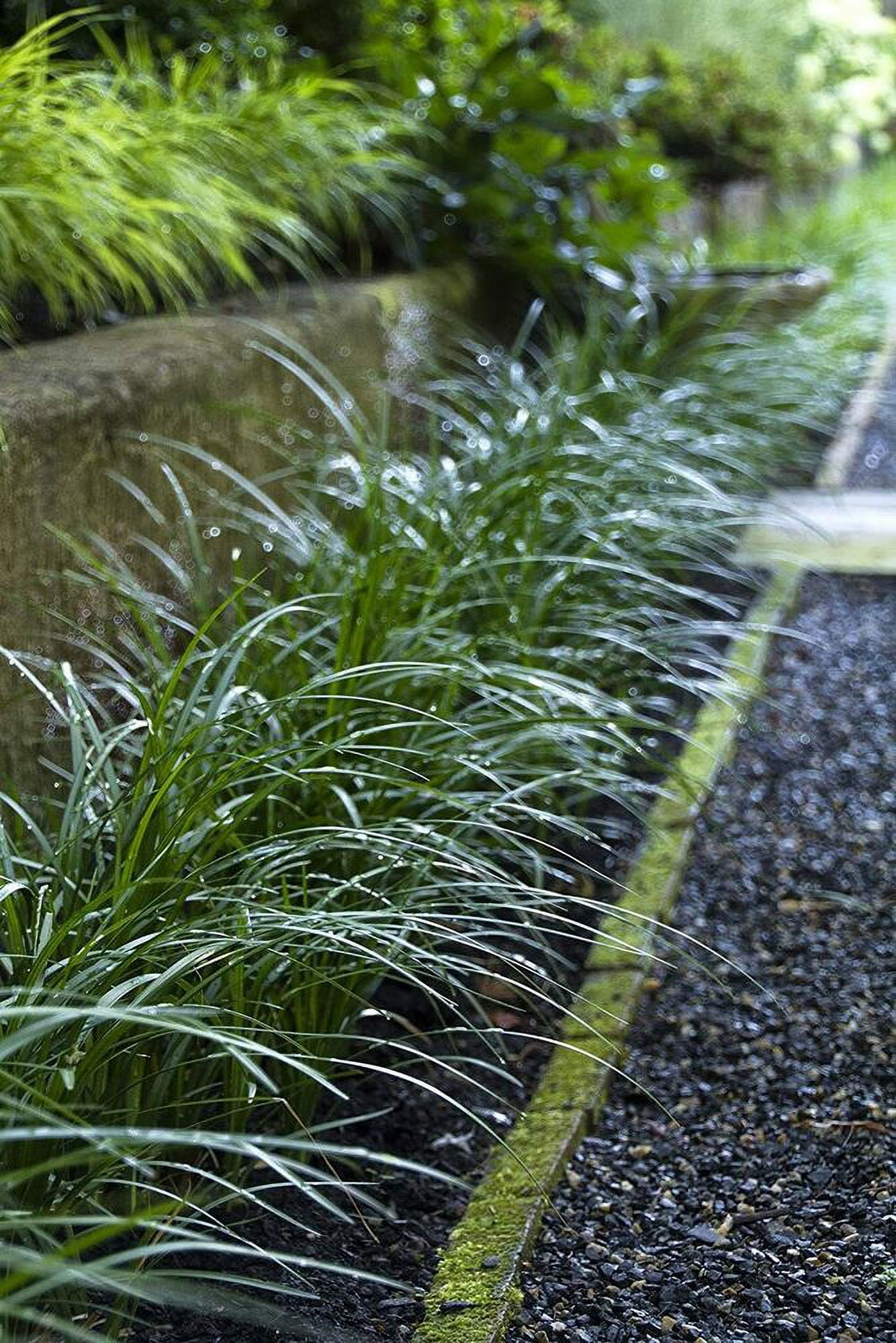 Super Blue Liriope Muscari Bare Root Plants Evergreen Ground Cover