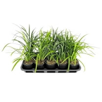 Super Blue Liriope Plants | 15 Live 4 Inch Pots | Liriope Muscari | Ground Cover | Full Sun or Shade Tolerant