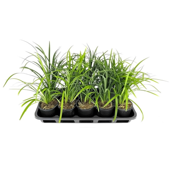Super Blue Liriope Plants | 30 Live 4 Inch Pots | Liriope Muscari | Ground Cover | Full Sun or Shade Tolerant