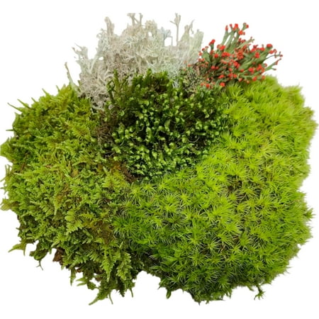 Super Fairy Garden Assortment Moss and Lichen for Terrarium, 6"x9" Bag