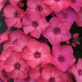 thumbnail image 1 of Super Ka-Pow® Coral Phlox Perennial - Phlox paniculata - Live Plant - 3" Pot, 1 of 1