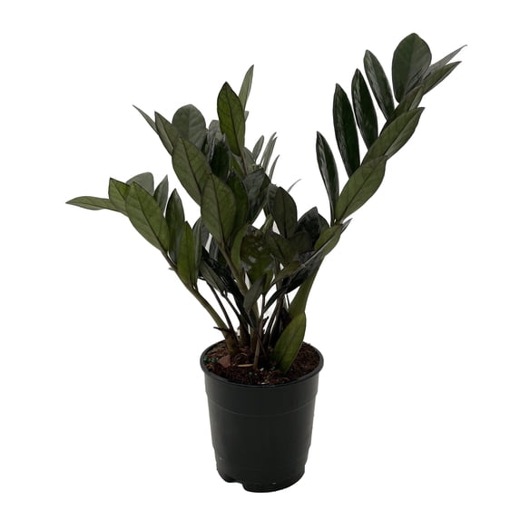 Super Nova Black ZZ Plant - Zamioculcas - 5" Pot - Collector's Series