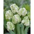 thumbnail image 1 of Super Parrot Tulip Bulbs for Planting - Easy to Grow Perennial Flowers (5 Bulbs), 1 of 1