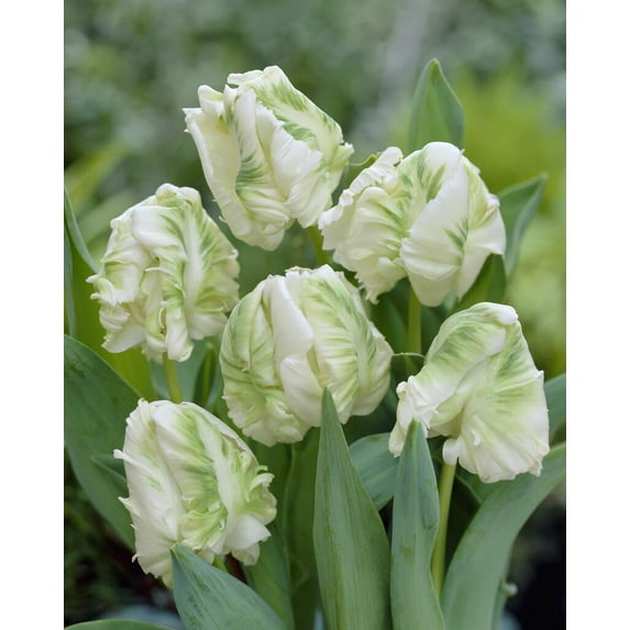 Super Parrot Tulip Bulbs for Planting - Easy to Grow Perennial Flowers (5 Bulbs)