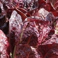 thumbnail image 1 of Super Red Romaine Lettuce Seeds - 500 mg ~300 Seeds - Heirloom, Open Pollinated, Non-GMO, Farm & Vegetable Gardening Seeds, 1 of 7