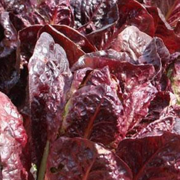 Super Red Romaine Lettuce Seeds - 500 mg ~300 Seeds - Heirloom, Open Pollinated, Non-GMO, Farm & Vegetable Gardening Seeds