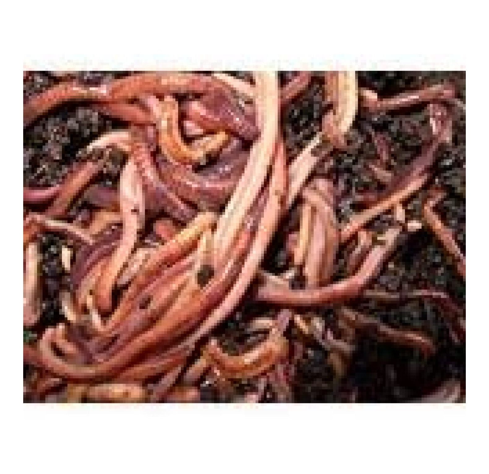 Super Red Wiggler Worms 500 count