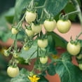 thumbnail image 1 of Super Snow White Tomato Seeds - 0.25 Oz ~1700 Seeds - Non-GMO, Heirloom - Vegetable Garden - Solanum lycopersicum, 1 of 1
