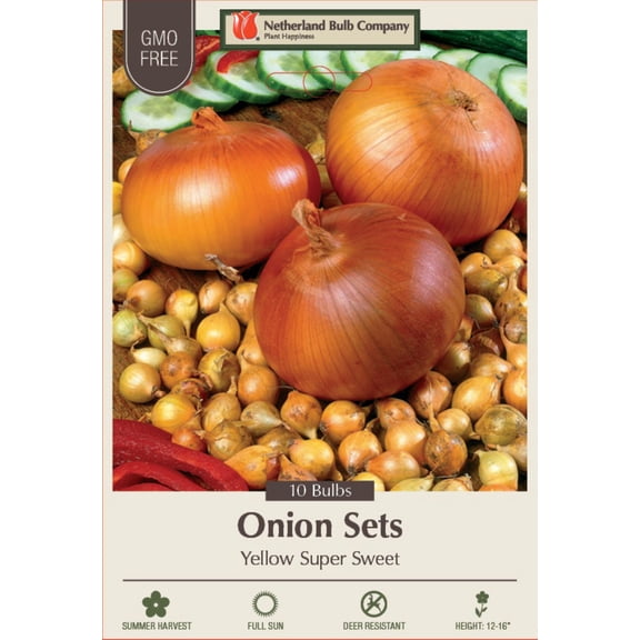 Super Sweet Yellow Onion Set - Top Size - 10 Bulbs