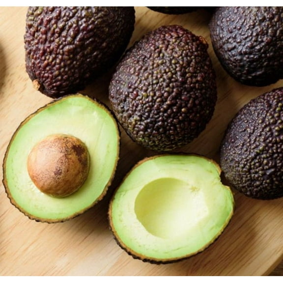 Super hass Avocado Tree Live Avocado Tree GRAFTED 2-4 ft tall. We ship to all states