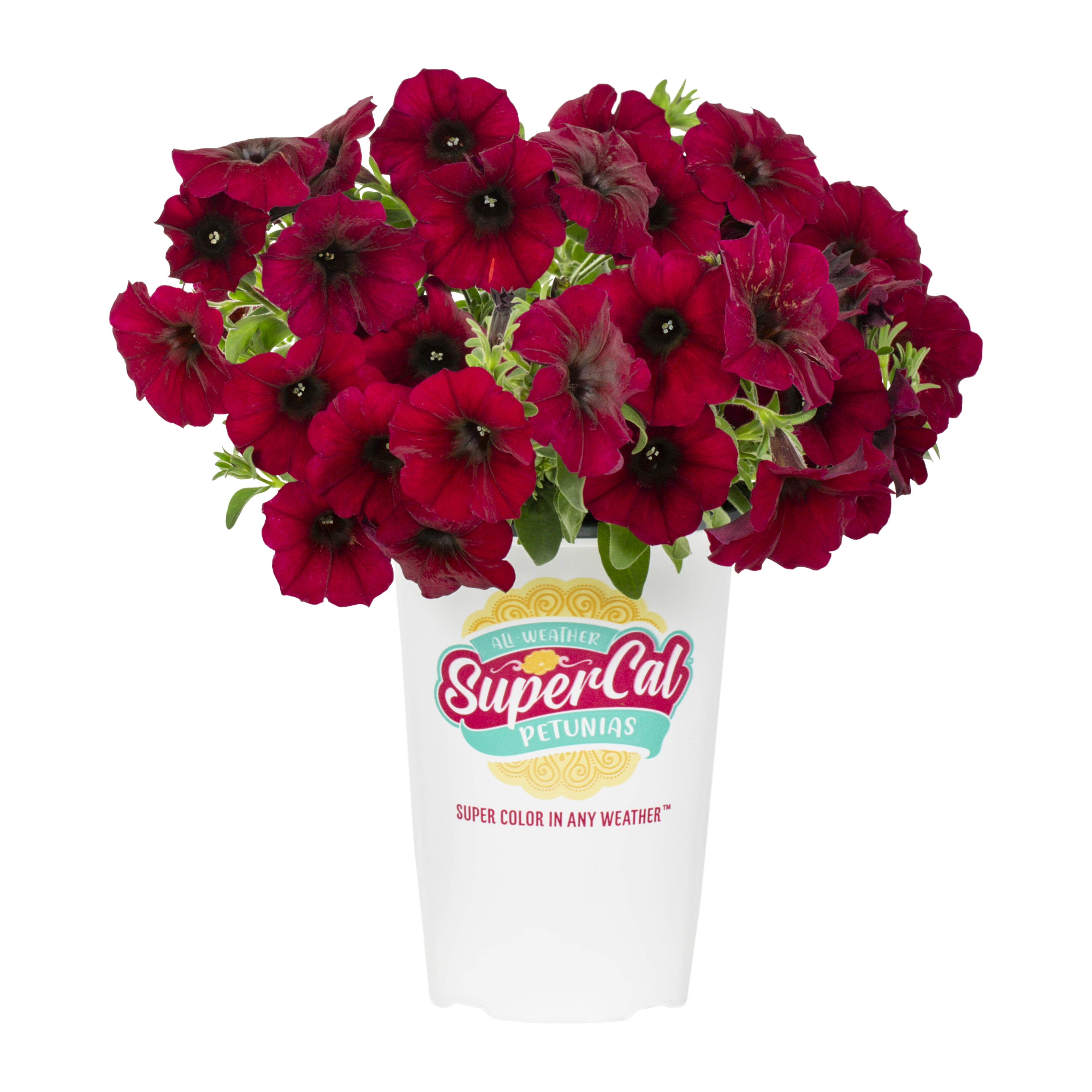 SuperCal 10" Bordeaux Petchoa Live Plants in Grower Pots (3 Count)