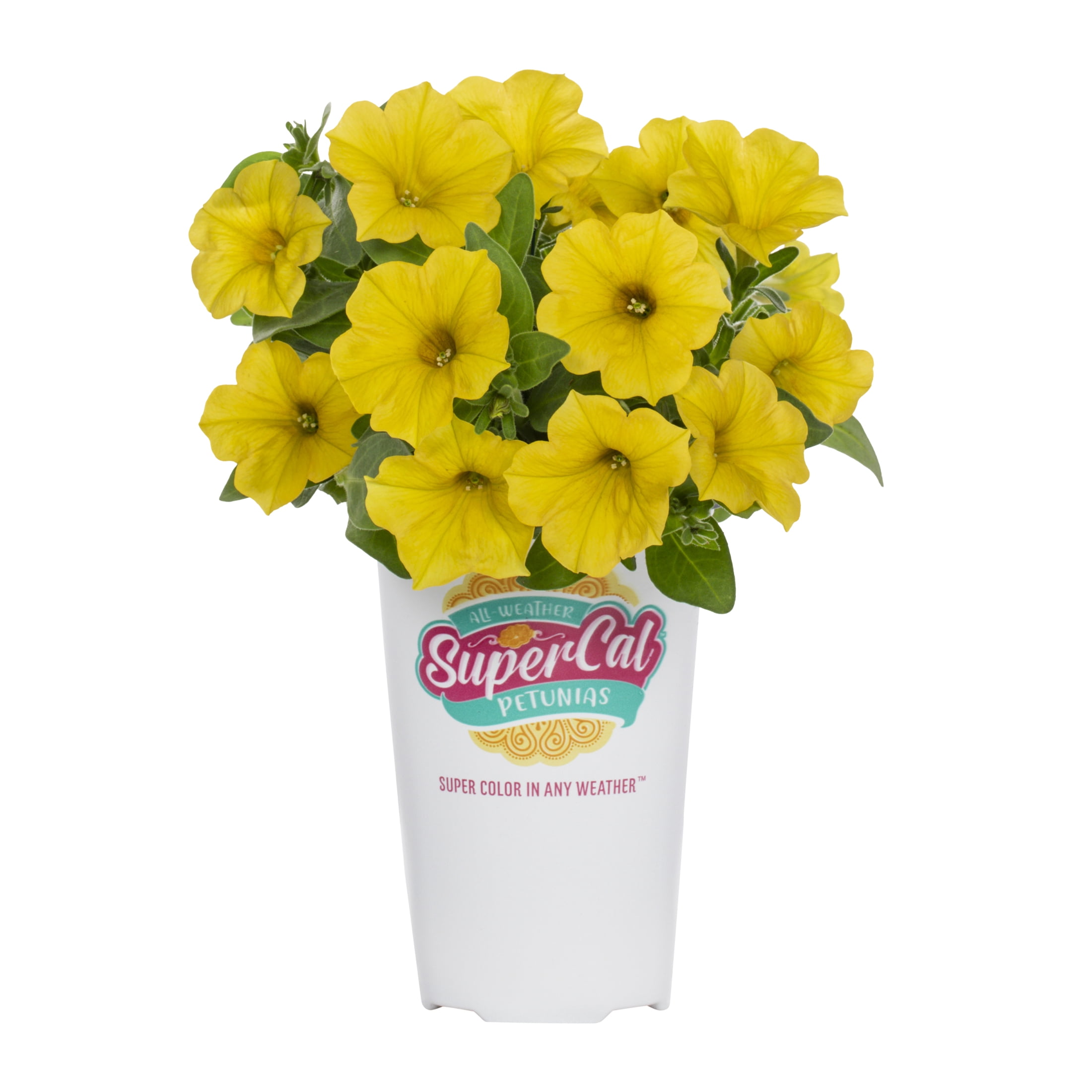 SuperCal 10" Yellow Sun Petchoa Live Plants in Grower Pots (3 Count)