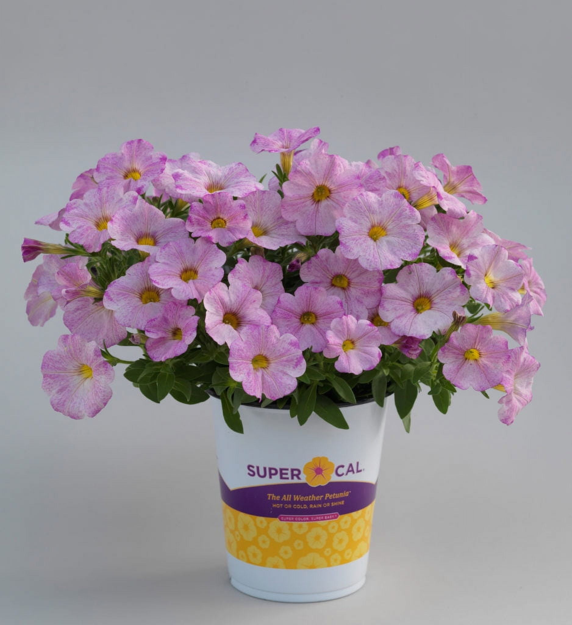 SuperCal 2 Gallon Mix Hanging Basket Full Sun LIve Plant Annual ...