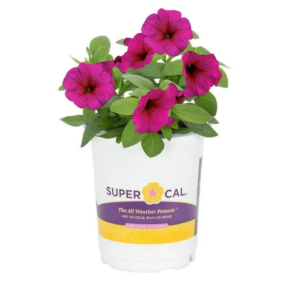 SuperCal Quart Purple Petunia Annual Flowers Outdoor Live Plants Full ...