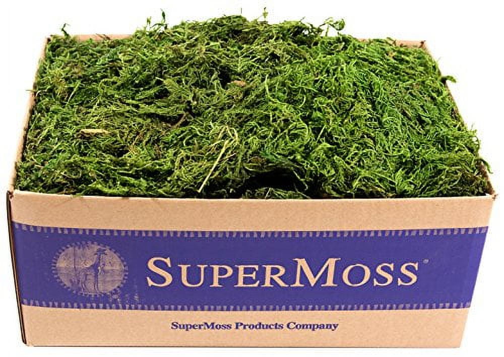 Fresh Green Preserved Forest Moss for Home Decor, 3 Pounds
