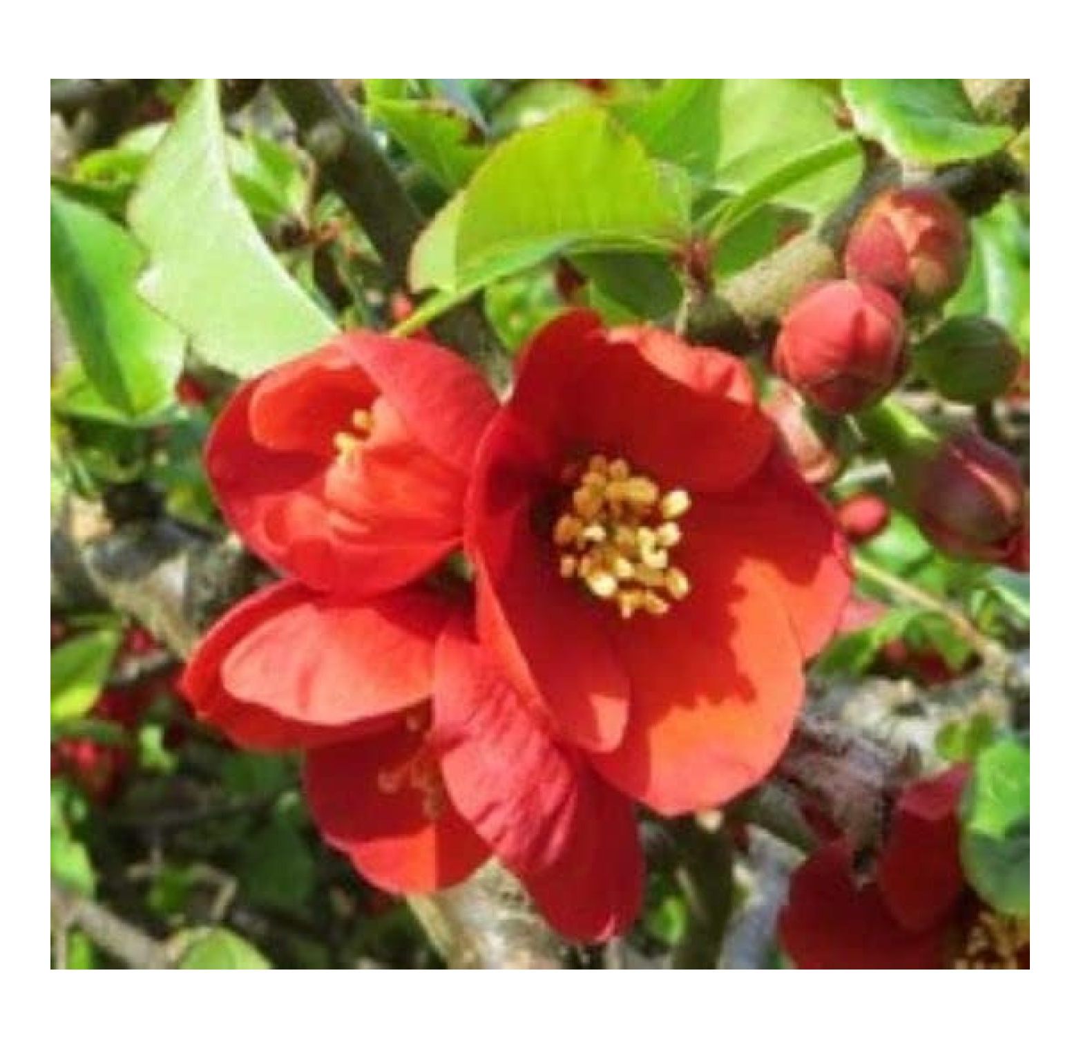 Superb Red Flowering Quince Starter Plant (4in) (1 Live Plant)