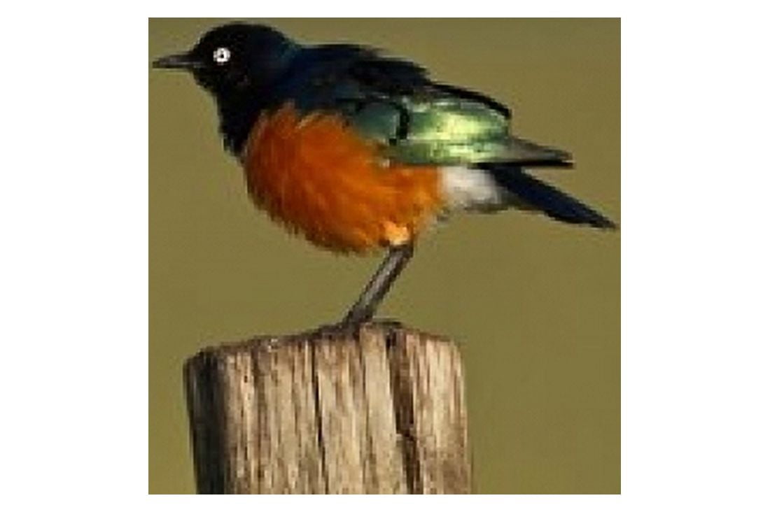 Superb Starling bird Lake Nakuru National Park Kenya Canvas Art - Adam Jones DanitaDelimont (24 x 15)