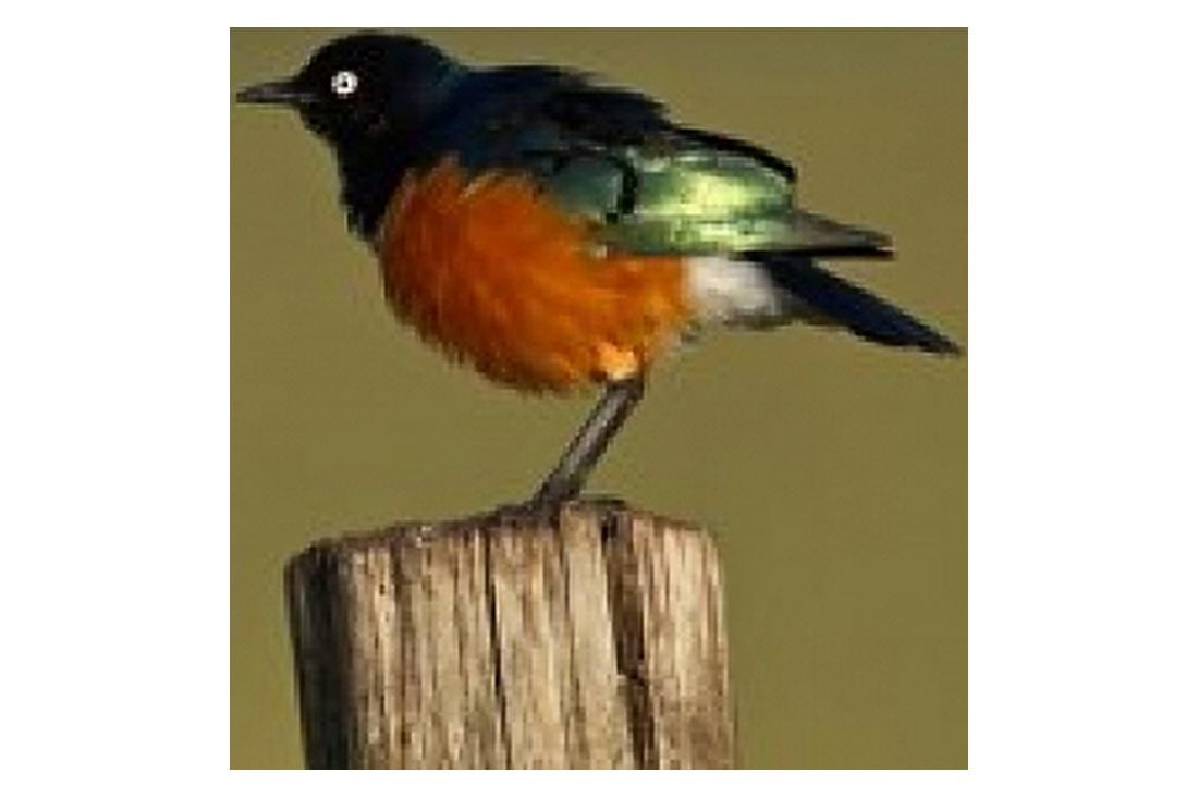 Superb Starling bird Lake Nakuru National Park Kenya Canvas Art - Adam Jones DanitaDelimont (35 x 23)