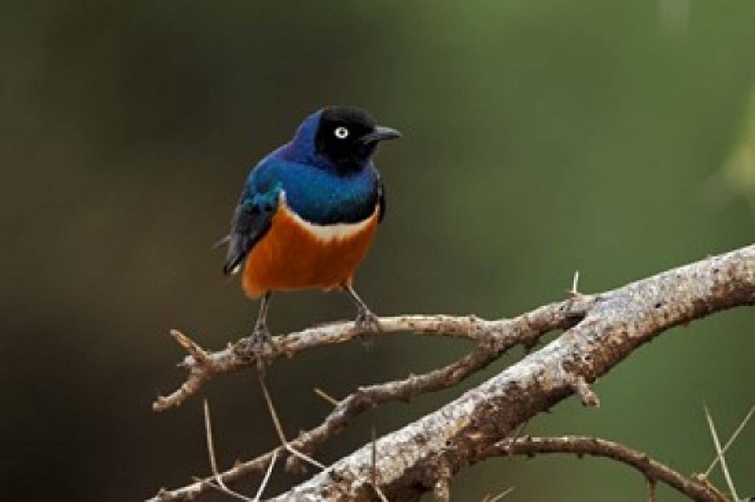 Superb Starling bird Samburu National Reserve Kenya Canvas Art - Adam Jones DanitaDelimont (35 x 23)