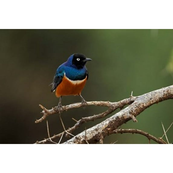 Superb Starling bird, Samburu National Reserve, Kenya Poster Print by Adam Jones (35 x 23)