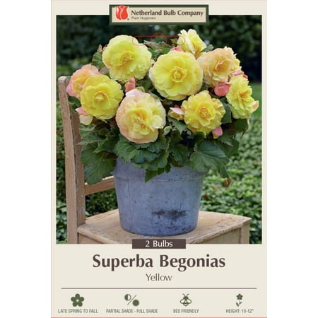 Superba Begonia Yellow - 2 Bulbs 6/+cm Bulbs