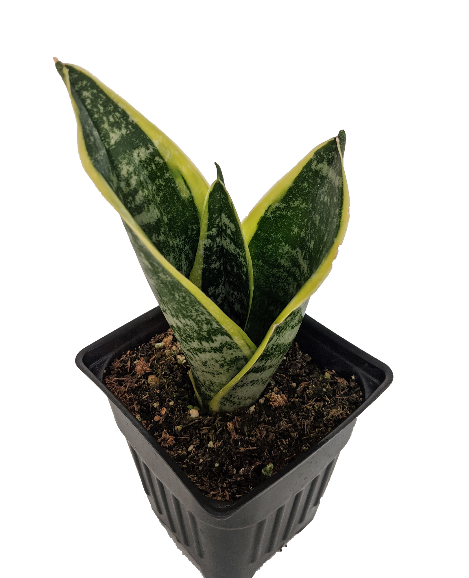 Superba Snake Plant - Sanseveria - Almost Impossible to kill - 4" Pot - image 1 of 4
