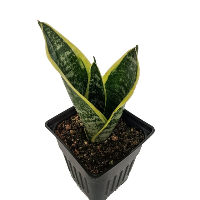 Superba Snake Plant - Sanseveria - Almost Impossible to kill - 4" Pot