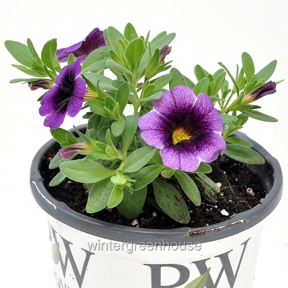 Superbells, Calibrachoa, Grape Punch, Million Bells - Pot Size: 4.5" - Flowering Plants, Plants
