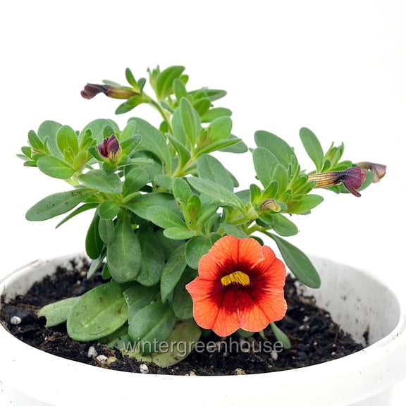 Superbells, Calibrachoa, Tangerine Punch, Million Bells - Pot Size: 4.5in - Flowers