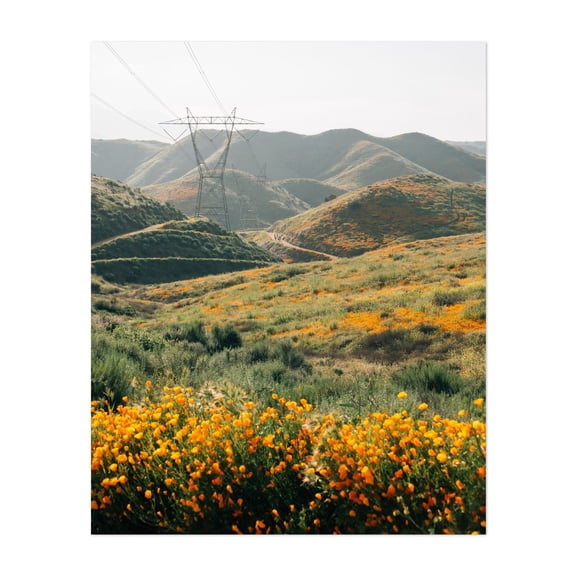 Superbloom Poppies, Lake Elsinore 01 - Photography Nature Landscape Flowers Scenic Rural Unframed Wall Art Print 22 x 28 inches