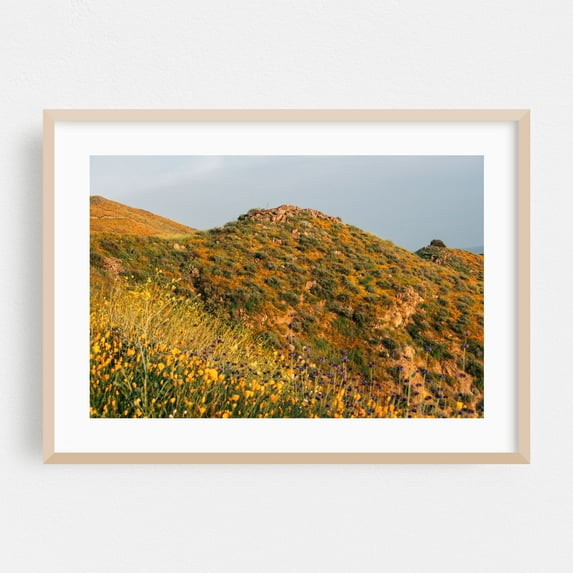 Superbloom Poppies, Lake Elsinore 04 - Photography Landscape Nature Scenic Floral Rural Summer Oak Framed Wall Art Print 24 x 36 inches