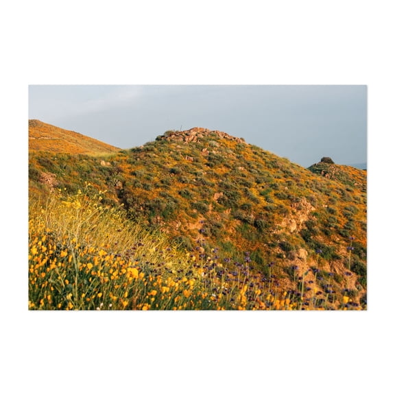 Superbloom Poppies, Lake Elsinore 04 - Photography Landscape Nature Scenic Floral Rural Summer Unframed Wall Art Print 16 x 24 inches