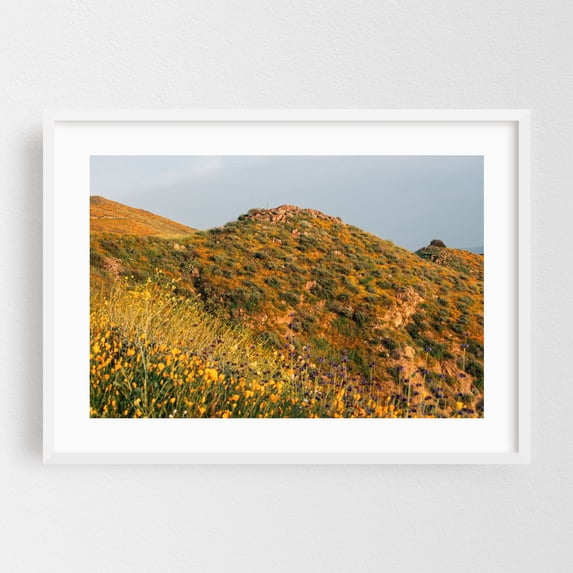 Superbloom Poppies, Lake Elsinore 04 - Photography Landscape Nature Scenic Floral Rural Summer White Framed Wall Art Print 16 x 24 inches
