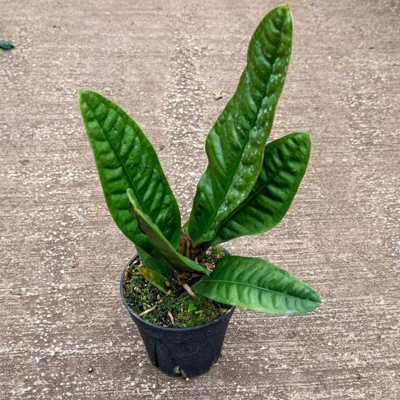 Superbum Anthurium - 4 Live Starter Plants in 2 Inch Growers Pots - Anthurium - Tropical Elegance Low Maintenance Indoor Houseplant