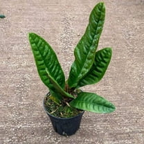 Superbum Anthurium - Live Starter Plant in a 2 Inch Growers Pot - Anthurium - Tropical Elegance Low Maintenance Indoor Houseplant