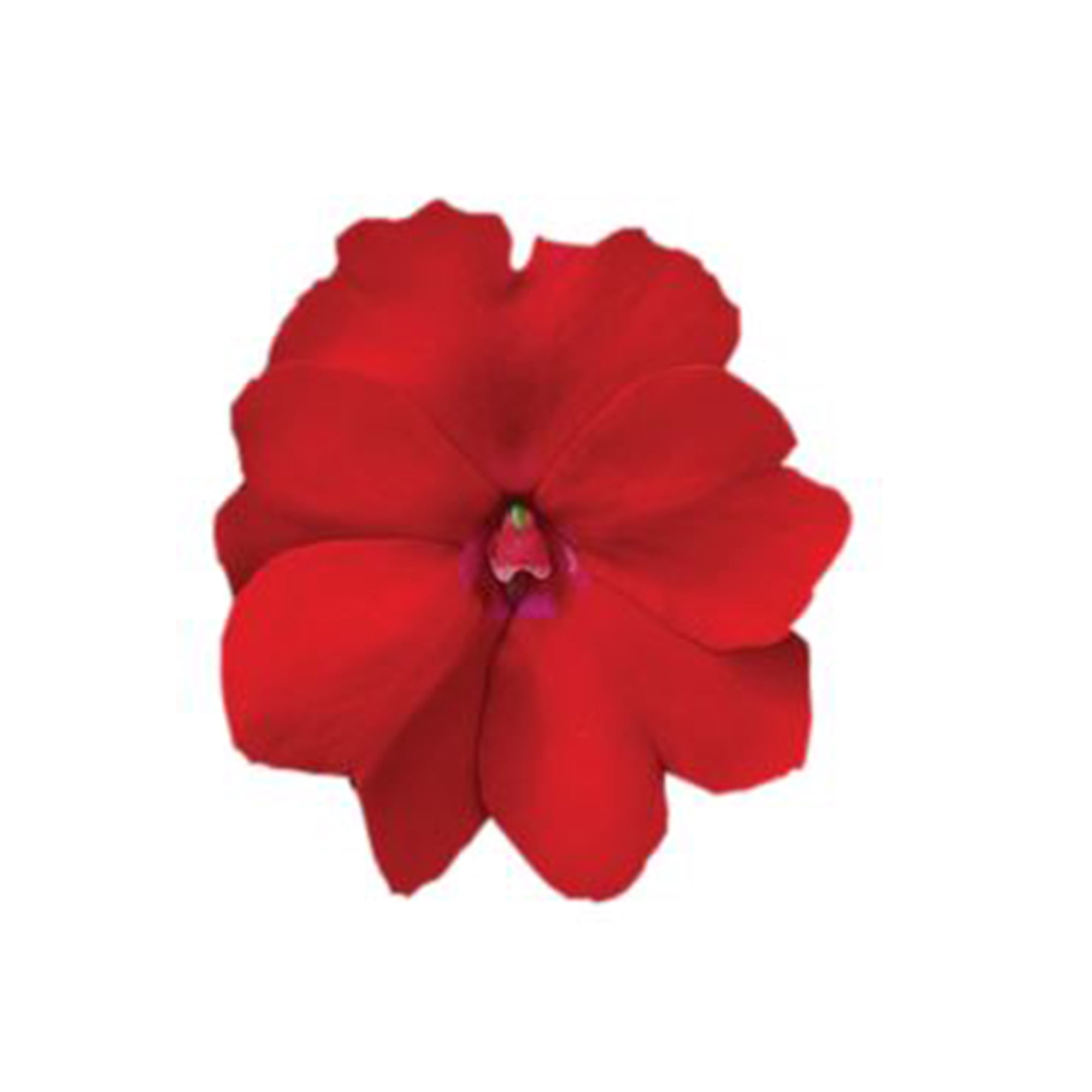 Supercal 1.5G Impatiens Sunpatiens Multicolor Live Plants Sun