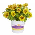 thumbnail image 1 of Supercal 2.5QT Multicolor Petunia Live Plants with Grower pot, 1 of 2