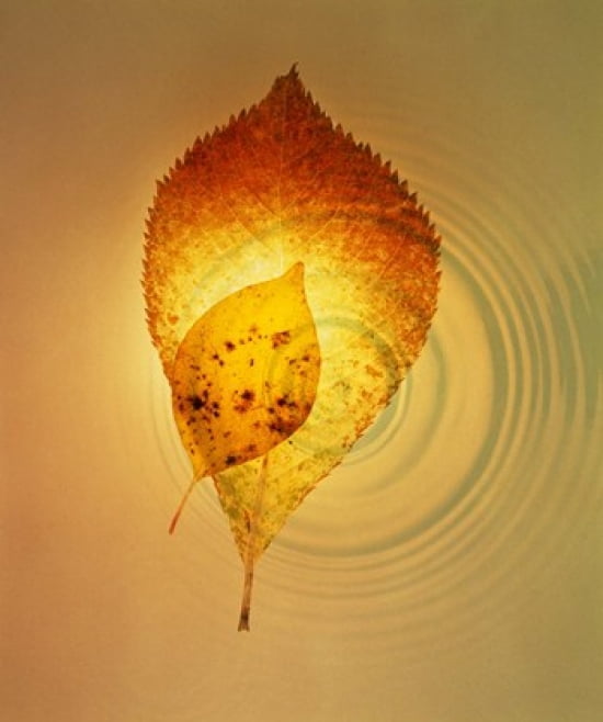 Superimposed amber leaves over circles with bright light Canvas Art - Panoramic Images (20 x 24)