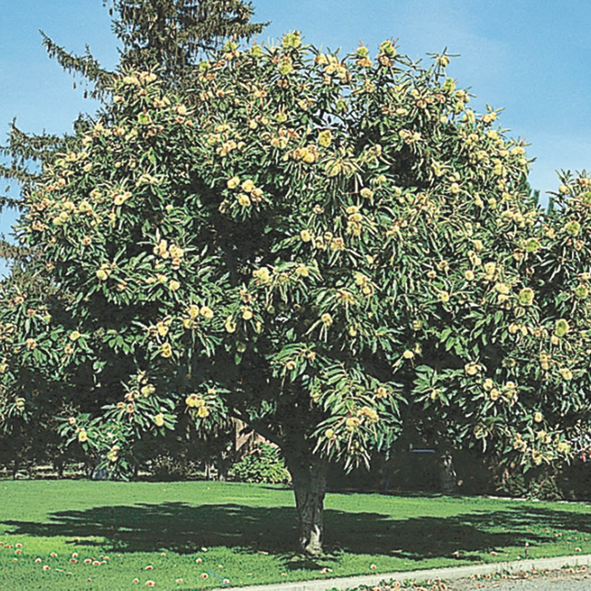 Superior Chinese Chestnut Dormant Bare Root Nut Bearing Starter Tree ...