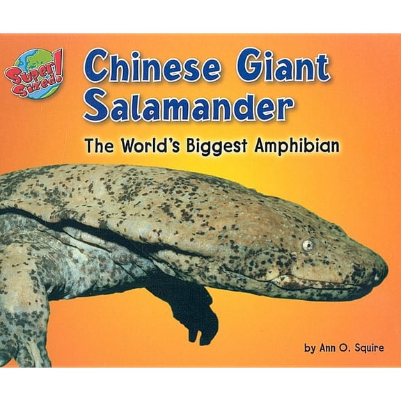 Supersized!: Chinese Giant Salamander: The World's Biggest Amphibian (Hardcover)