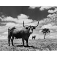 thumbnail image 1 of Superstock SAL25530069LARGE Two Texas Longhorn Cattle Standing in A Field Poster Print, 24 x 36 - Large, 1 of 1