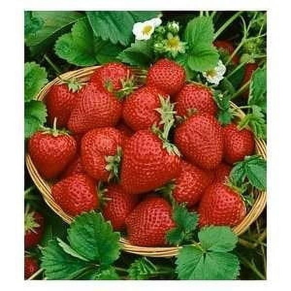 Super Sweet Everbearing Strawberry | Two Live Garden Plants | Non-GMO, Handles Heat Well